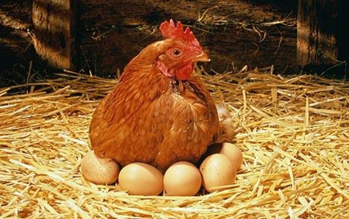 Курица, фаршированная яйцами - пошаговый рецепт с фото на уральские-газоны.рф