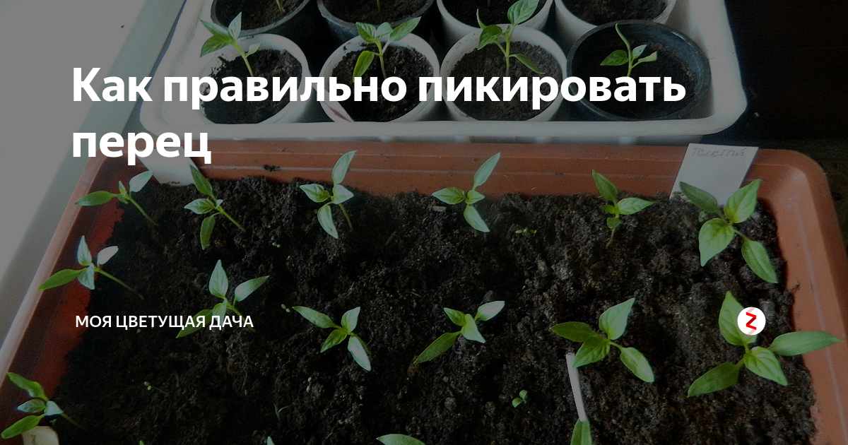 Можно ли пикировать перец по 2. Пикировка перца на рассаду. Пикировка рассады томатов в ящики. Пикировка перца в ящики. Как пикировать перец