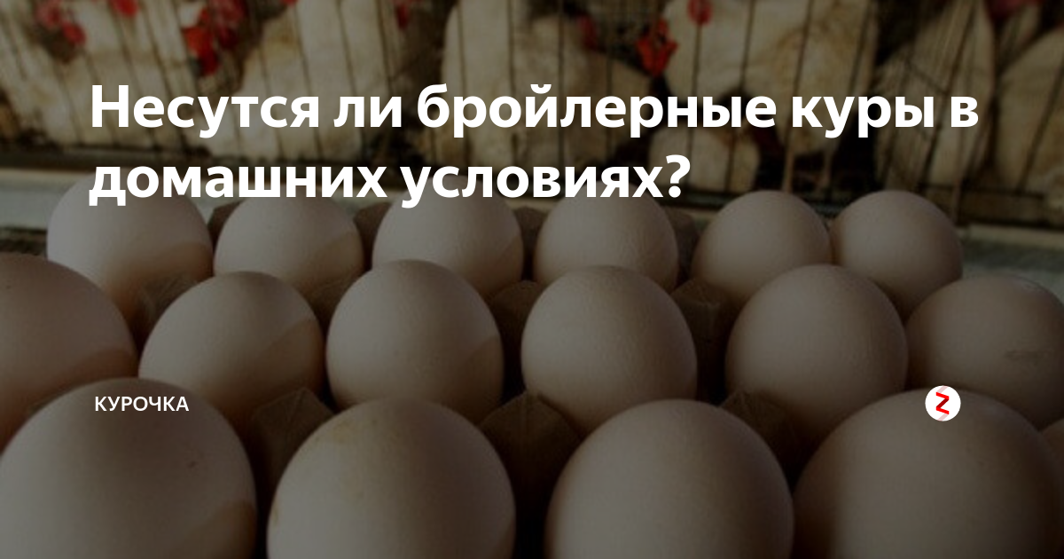 Несутся ли бройлерные куры в домашних условиях? | Курочка | Дзен
