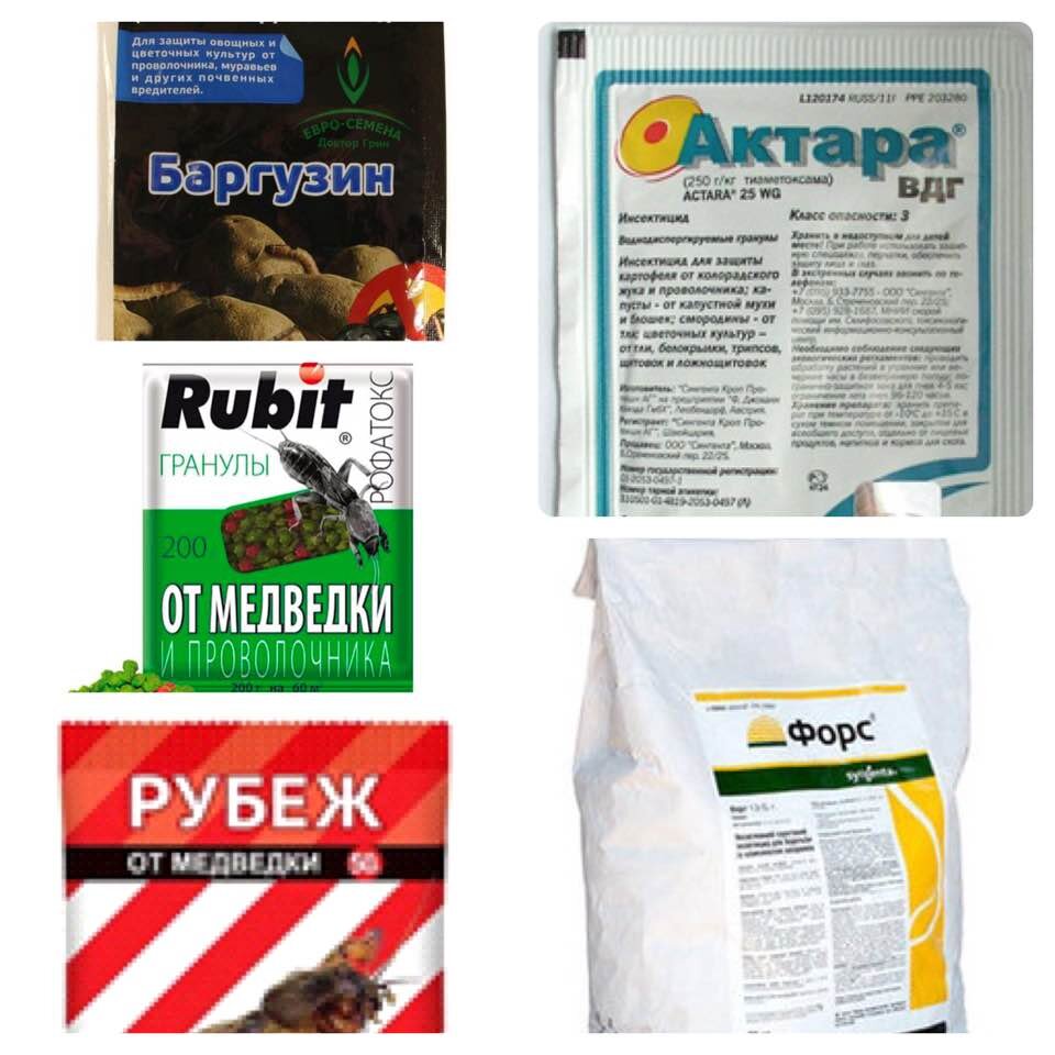 Защищаем картофель перед посадкой от проволочника. Только эффективные ...