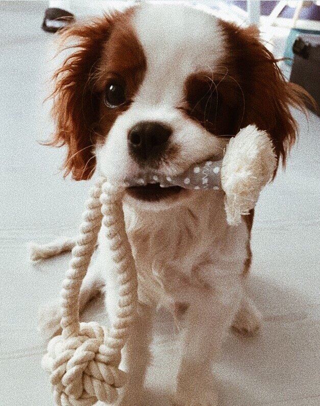 Кинг чарльз спаниель Юни со своей игрушкой "Мейс"