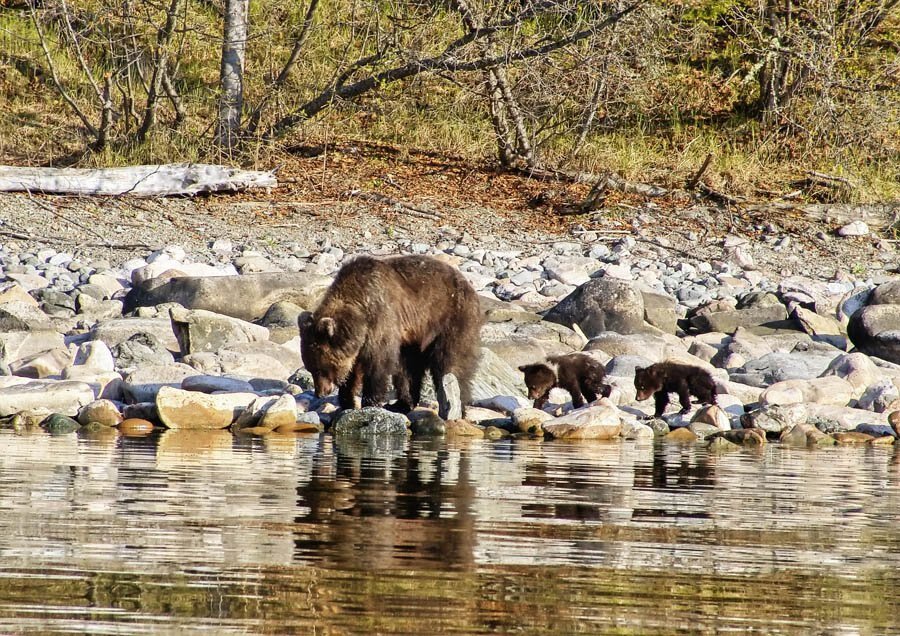 Животные в уссурийском заповеднике. Заповедники и национальные парки. Приокско-террасный заповедник. Млекопитающие байкало-ленского заповедника. Какие животные живут заповедниках.