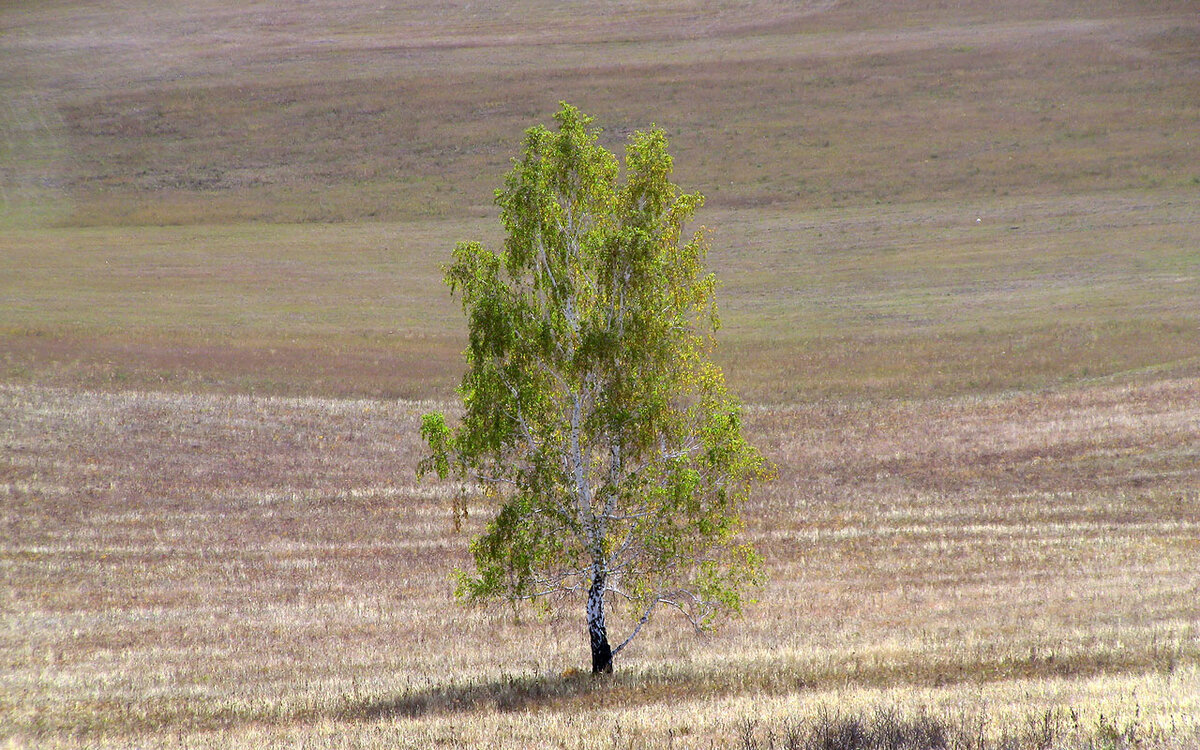 У дороги росли тополя. Одинокая береза на Ольхоне. Монголия Тополь. Ольхон степи. Деревья в степи.