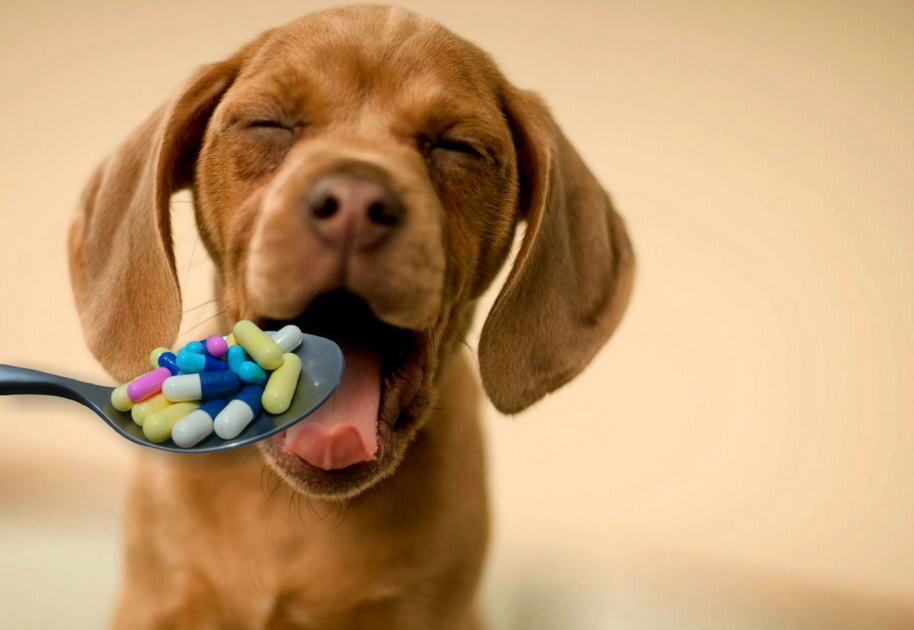 Фото с сайта Petswithlove.us