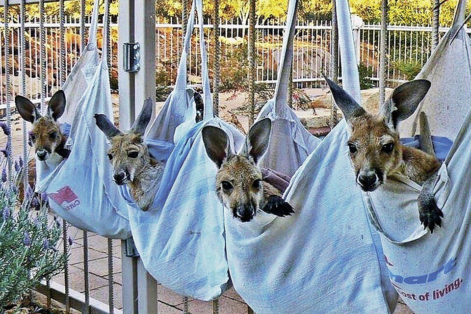 Малыши чувствуют себя в безопасности. Фото: The KangarooSanctuary Alice Springs
