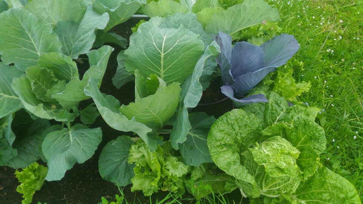 Фото пользователя форума AgroXXI.ru - САЛЕРС