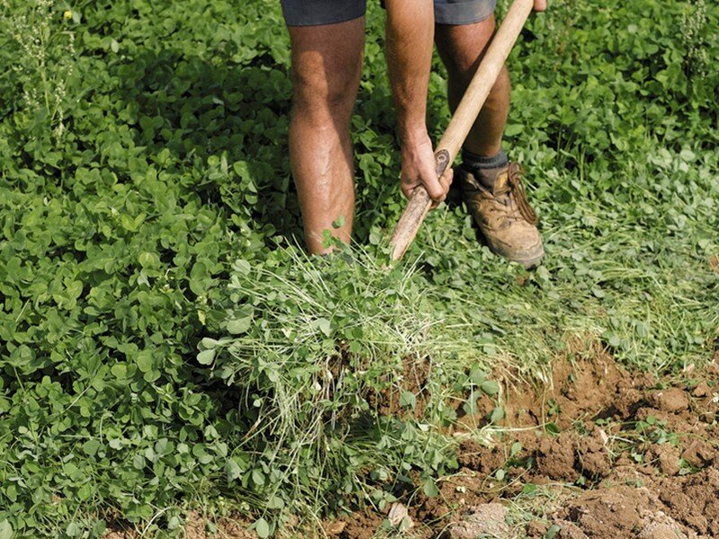 Перекопка сидератов. Горчица как сеять весной. Молодая горчица растение под перекопку. Перекопка сидератов. Когда сажать фацелию весной.