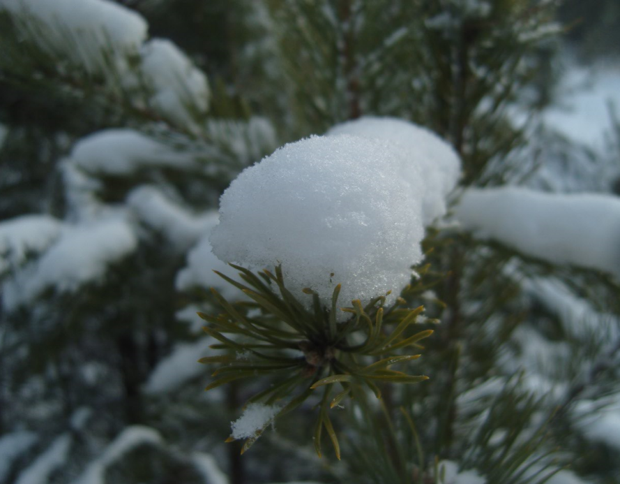 Снег на ветке сосны