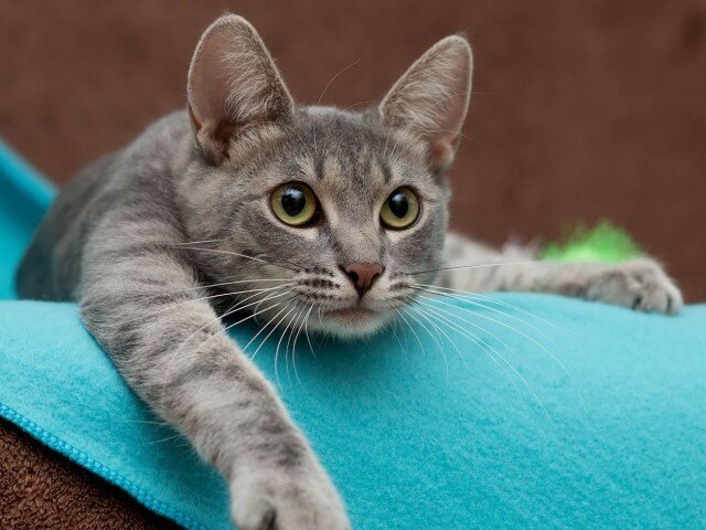 Одно из самых ласковых созданий в семействе кошачьих 