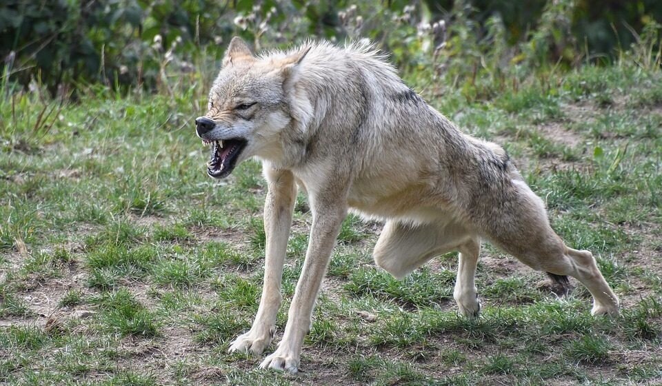 фото с сайта http://itd3.mycdn.me/image?id=864487352831&t=20&plc=WEB&tkn=*Ru8rLuNnQpGJnGU9LYHSsH-KYpU