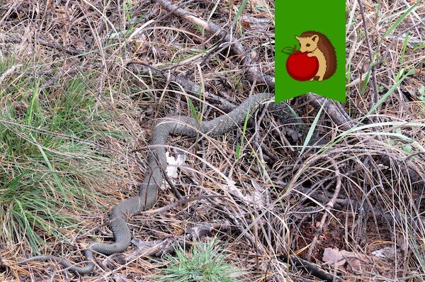 Гадюка никольского (vipera nikolskii). Гадюка никольского (vipera nikolskii). Уж и гадюка. Гадюка обыкновенная. Серпентарий гадюка обыкновенная.