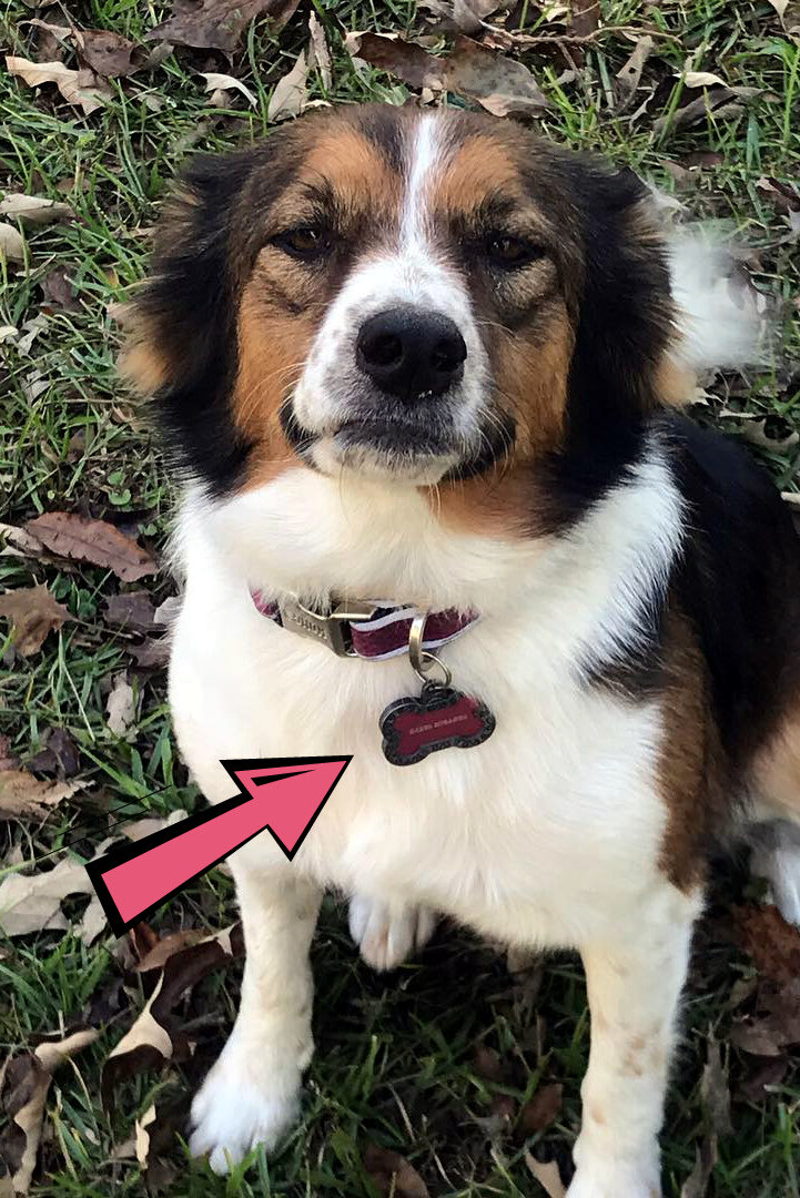 Адресник - самый нужный аксессуар для любой собаки