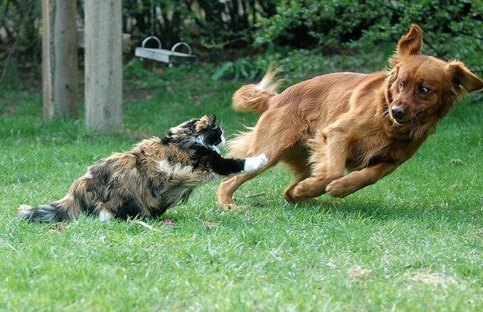 кошка нападает на собаку