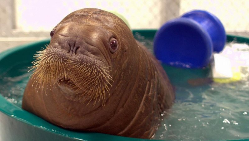 Что у ваших мужиков совсем-совсем нет бакулюма? Ой, девочки, сочувствую...