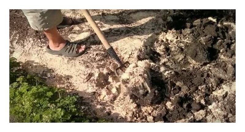 Корень выдернутый из земли. Копать грядки. Вскопанная земля. Копать грядки. Dig the soil.