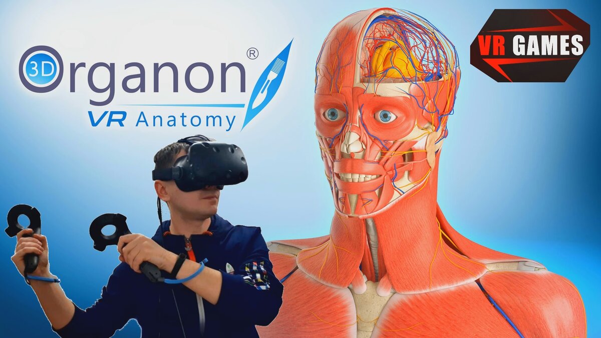 Из чего состоит человек? Anatomy VR покажет все это в мелочах | YVR Game |  Дзен