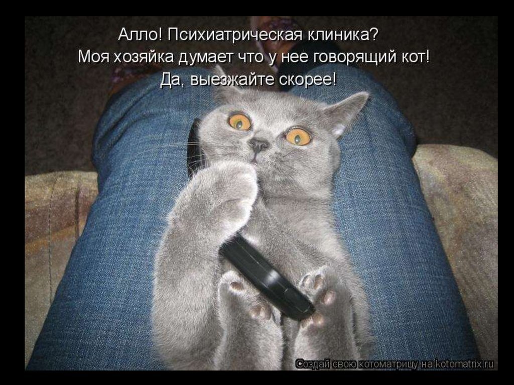 Смешные коты анекдоты. Анекдоты про котов. Анекдот про кота. Анекдоты про кошек в картинках. Анекдоты про котов смешные