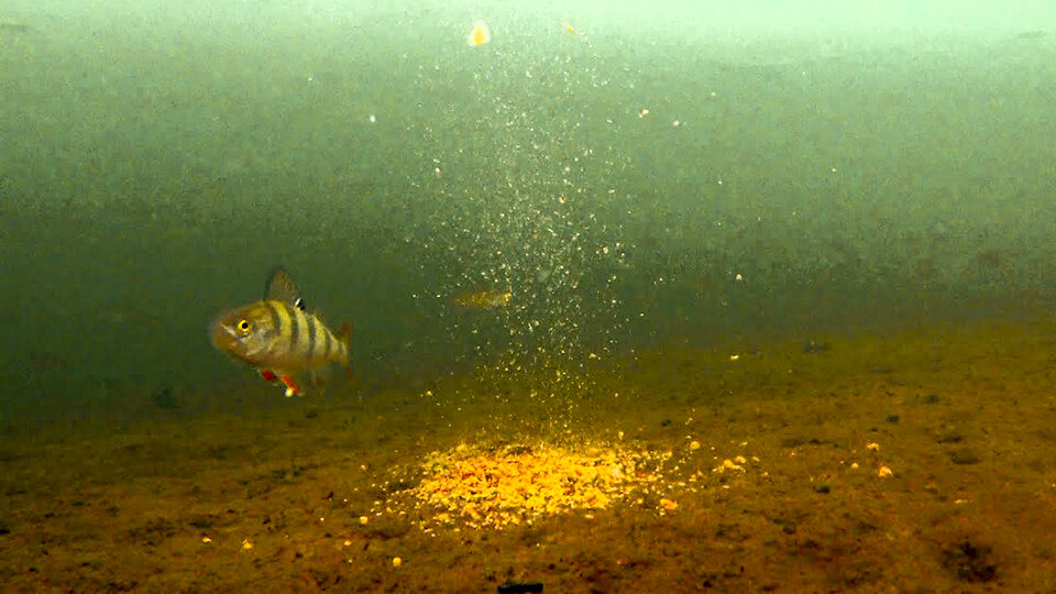 Растительный корм, окуня не впечатляет