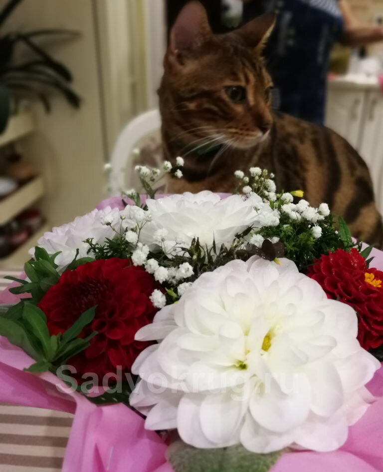 Составляем красивый букет из георгин