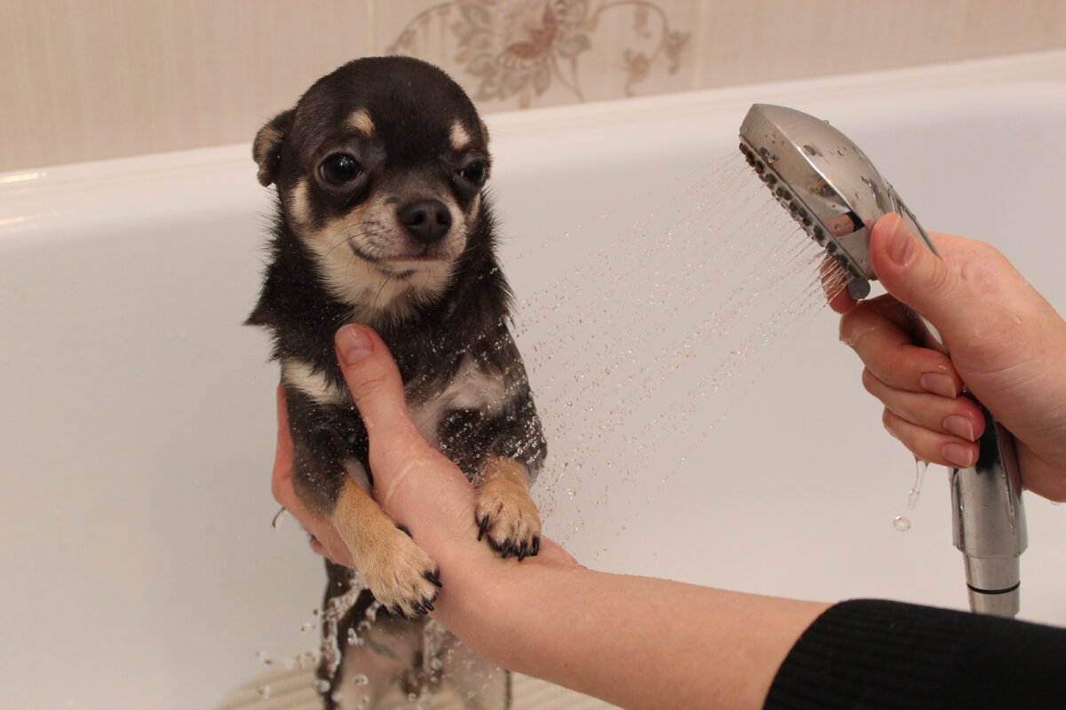 Когда можно купать собаку после. Мытье чихуахуа. Чихуахуа моется. Помытая чихуахуа. Короткошерстная собака моется.