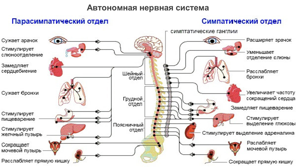 Основы исследования мозга