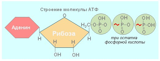 Молекула атф включает. Схема строения АТФ. Схема структуры молекулы АТФ. Схема строения нуклеотида АТФ. Схема молекулы АТФ И ее части.