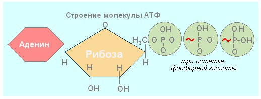 Задание № 8583: Каким номером на схеме обозначено вещество, переносимое к рибосо
