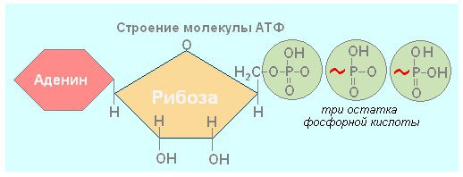 18 атф. Схема строения АТФ. Схема структуры молекулы АТФ. Схема строения нуклеотида АТФ. Схема молекулы АТФ И ее части.