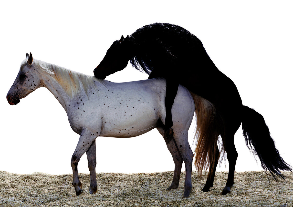 Лошадь | мир животных | Дзен
