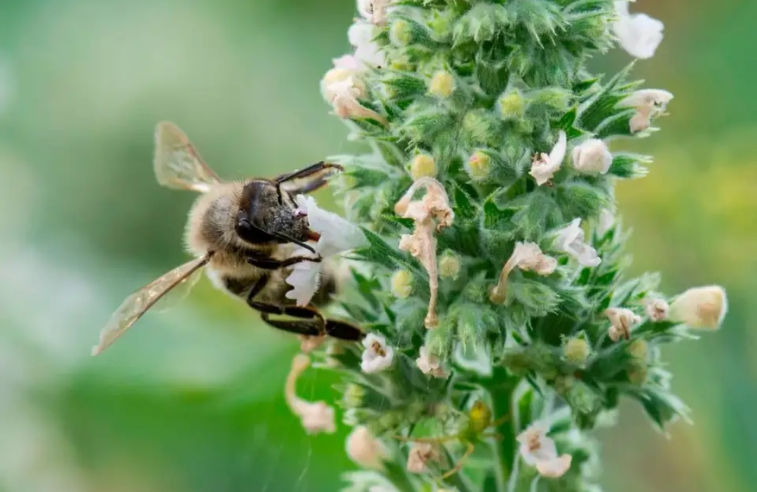 Почему эти существа так похожи? С грека по лайку.