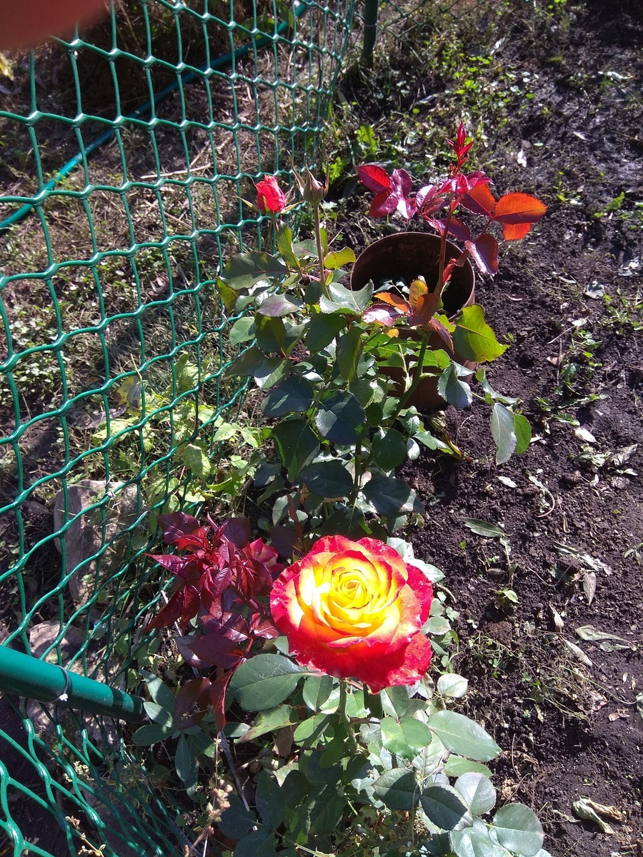 Участки пораженные солнцем с ярко красным выраженным цветом