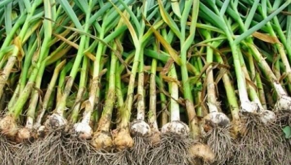 Чеснок с зелеными стеблями