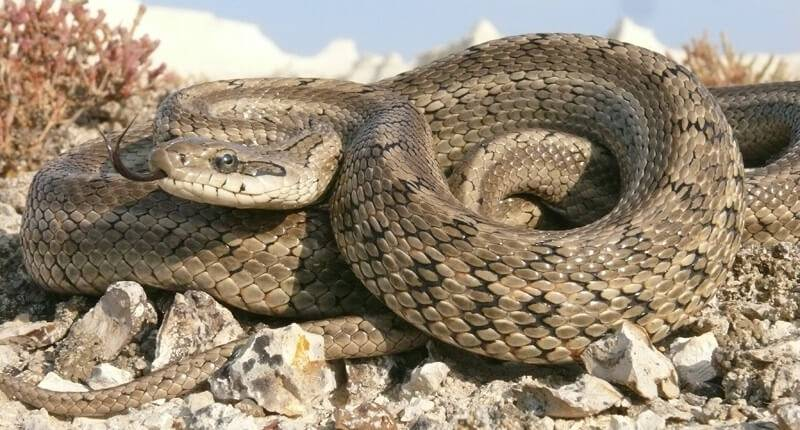 Змея  полоз.