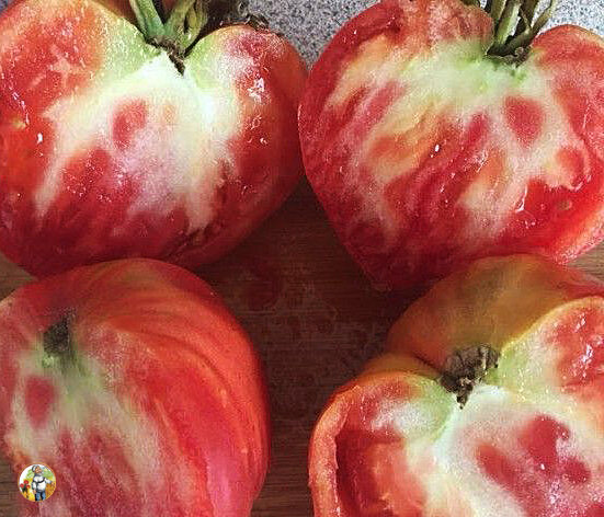 Вот так выглядят помидоры в разрезе, зараженные этой болезнью.