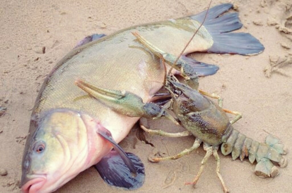 Отличный улов)