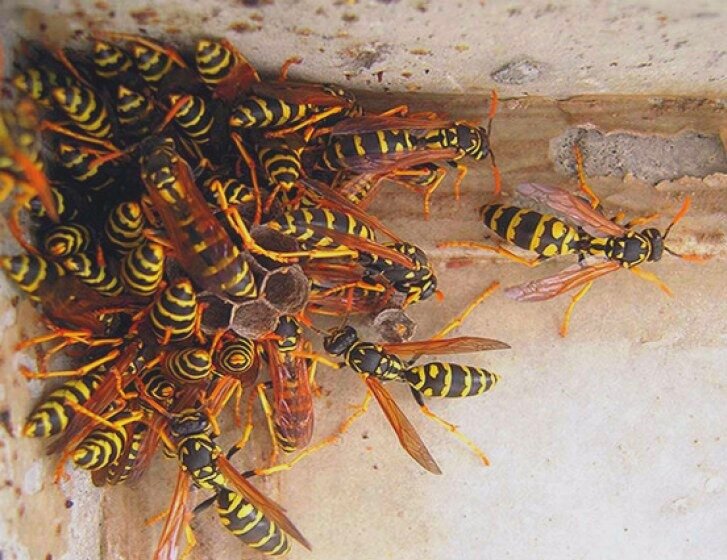 Семейство ос