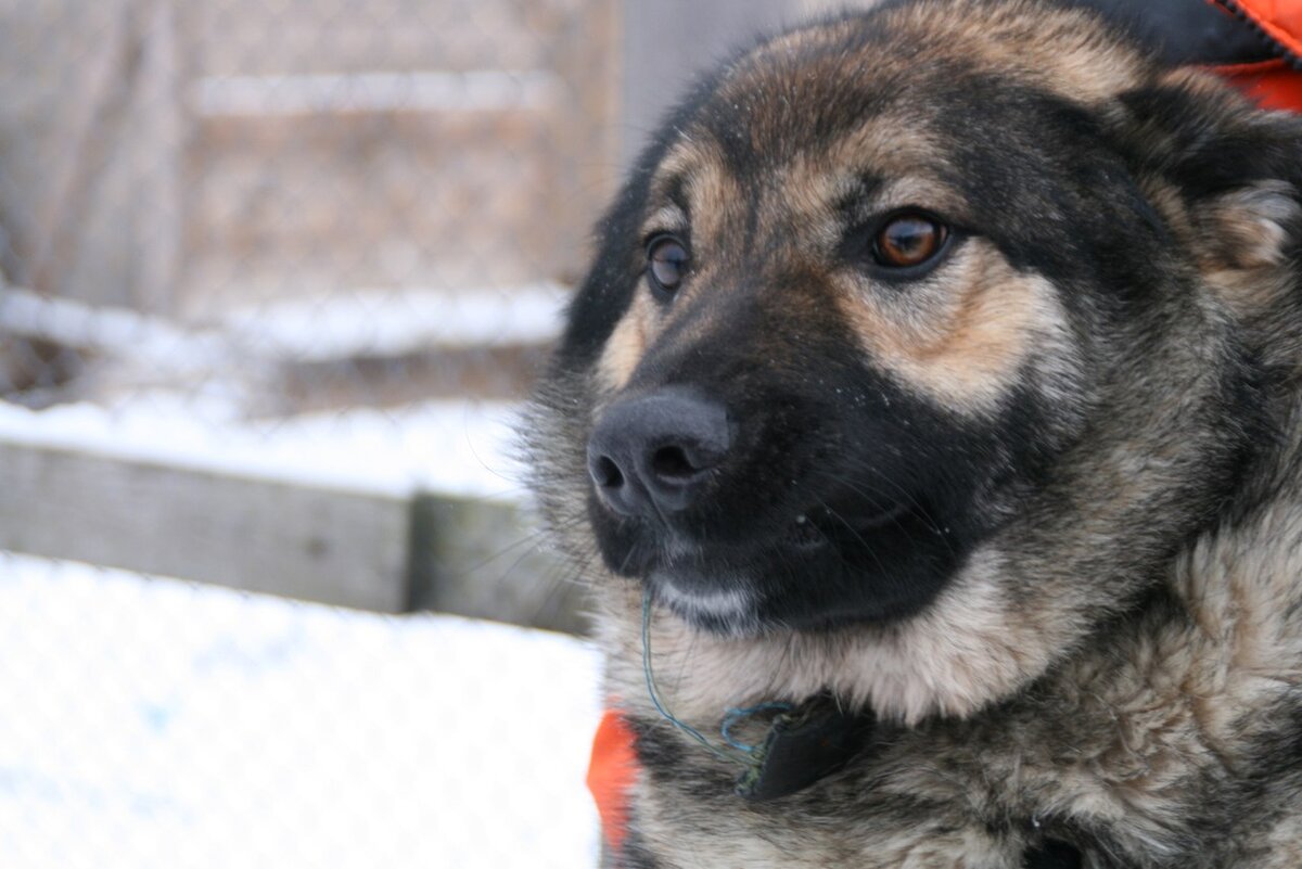 г. Архангельск п. Катунино приют "Милосердие"