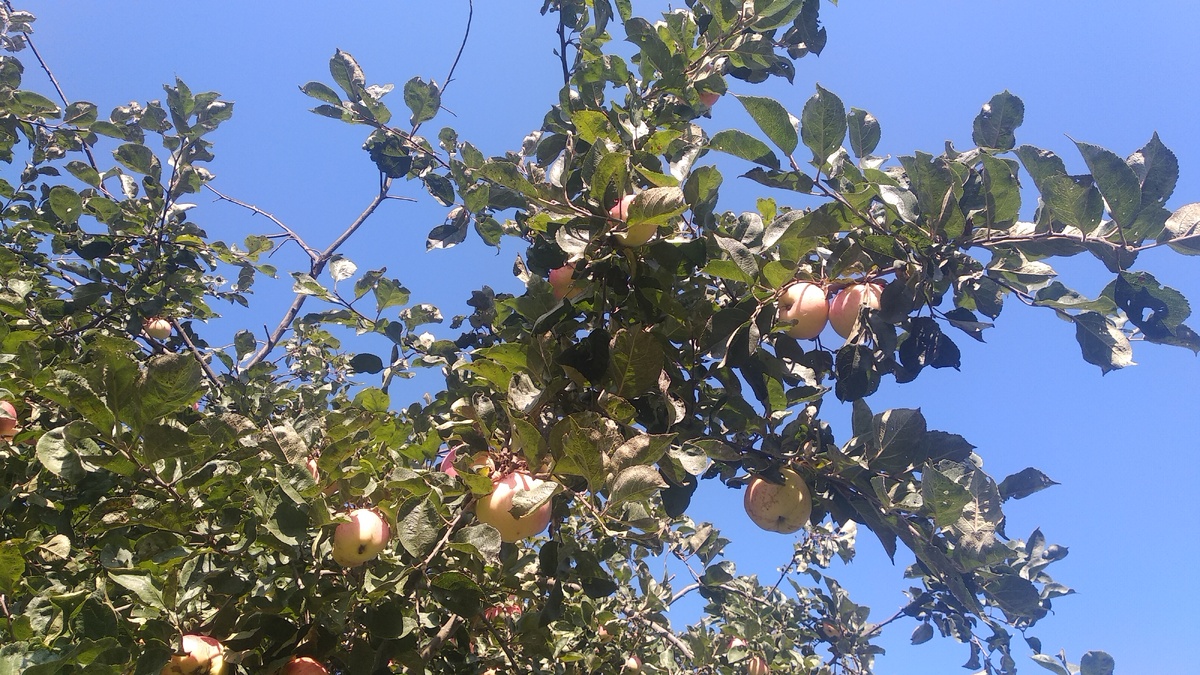 Вчера чистое небо, а сегодня уже мокрый снег обещают. Вовремя собрали.