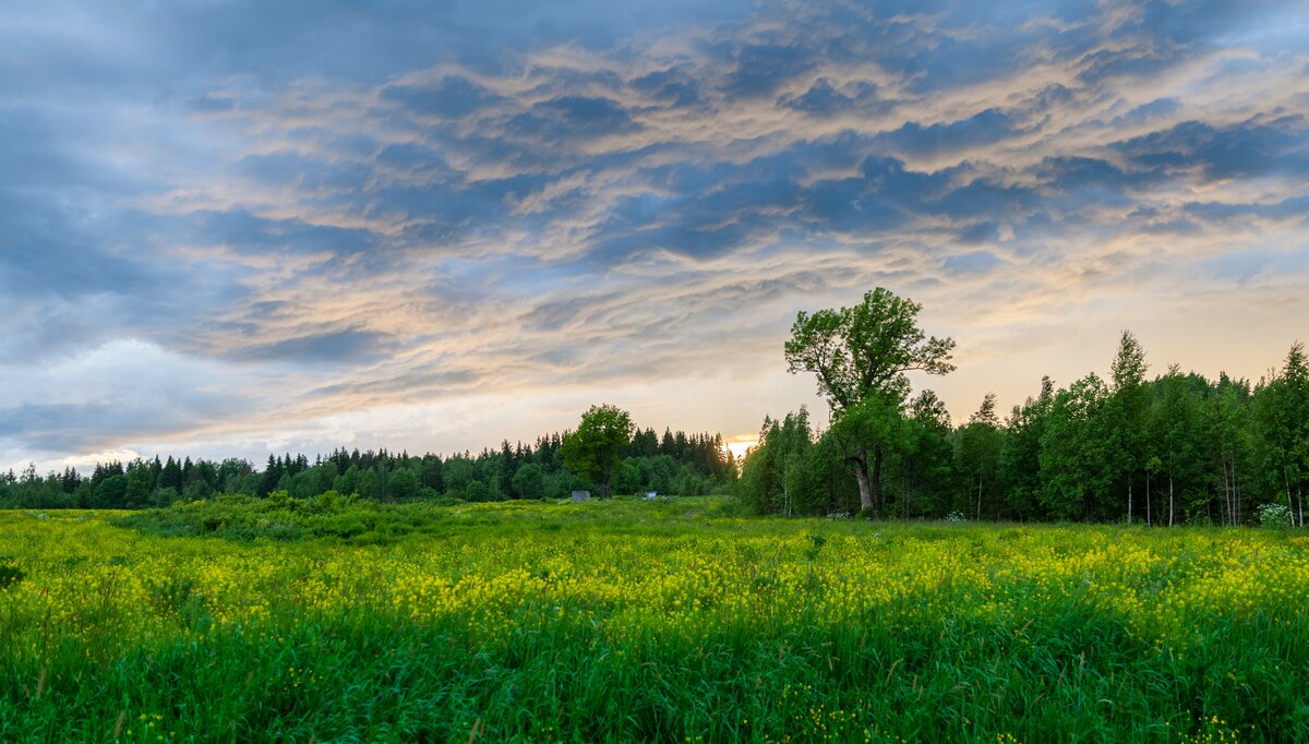 https://www.pexels.com/ru-ru/photo/785731/