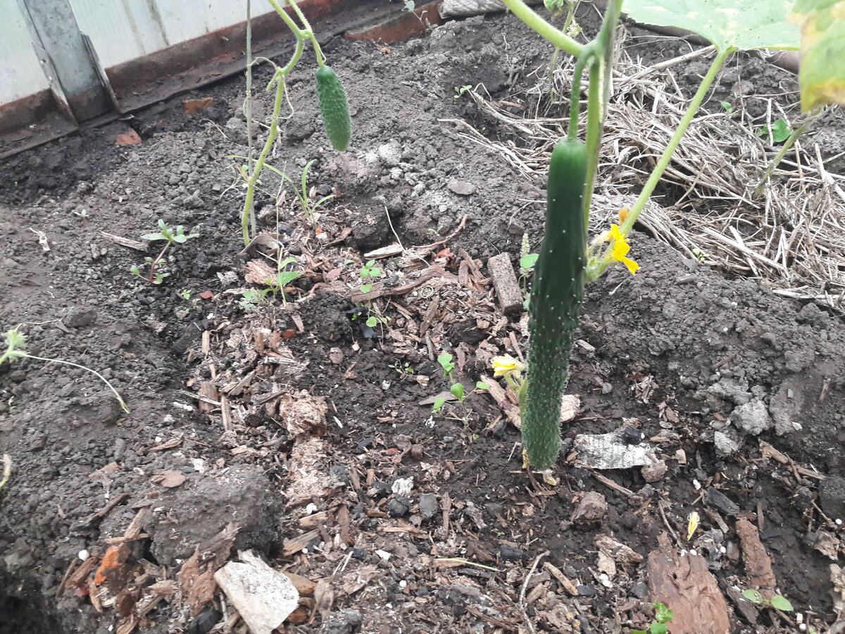 Гибрид Темная ночь F1 1 октября 2019 года в поликарбонатной теплице.