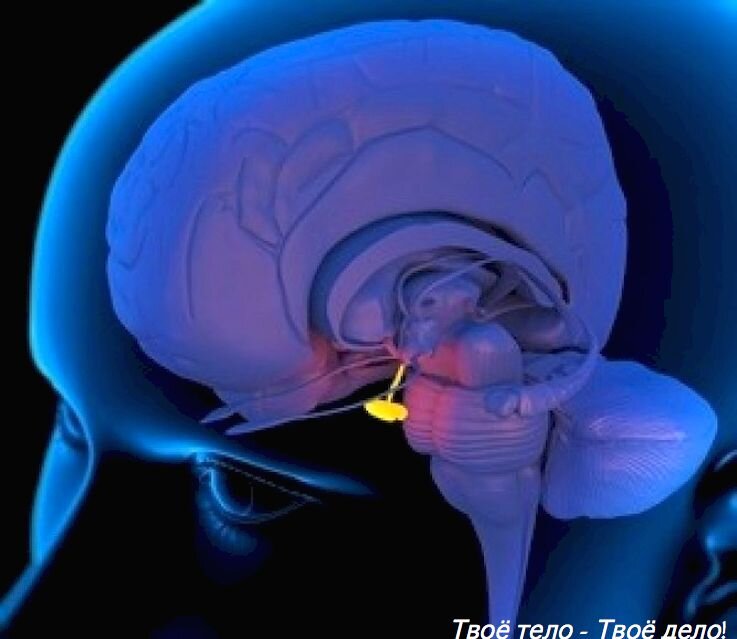 Расположение гипофиза в головном мозге выделено жёлтым цветом.