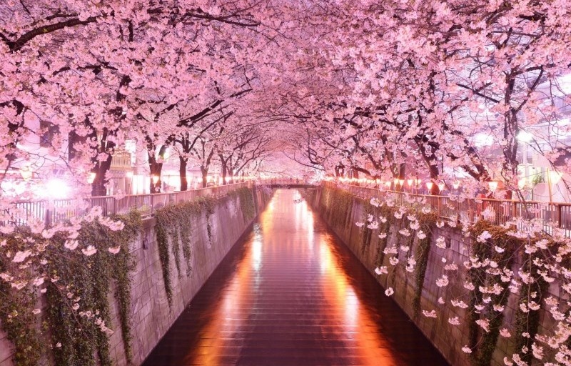 https://maestro-travel.news/news/sezon-tsvetuschei-sakury-v-tokio-luchshie-mesta-dlya-hanami