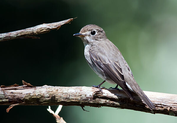 Ширококлювая мухоловка, источник фото: flickr.com