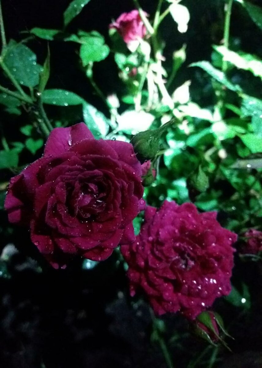 Пепл Иден. Флорибунда. Листайте "карусельку" с фото.