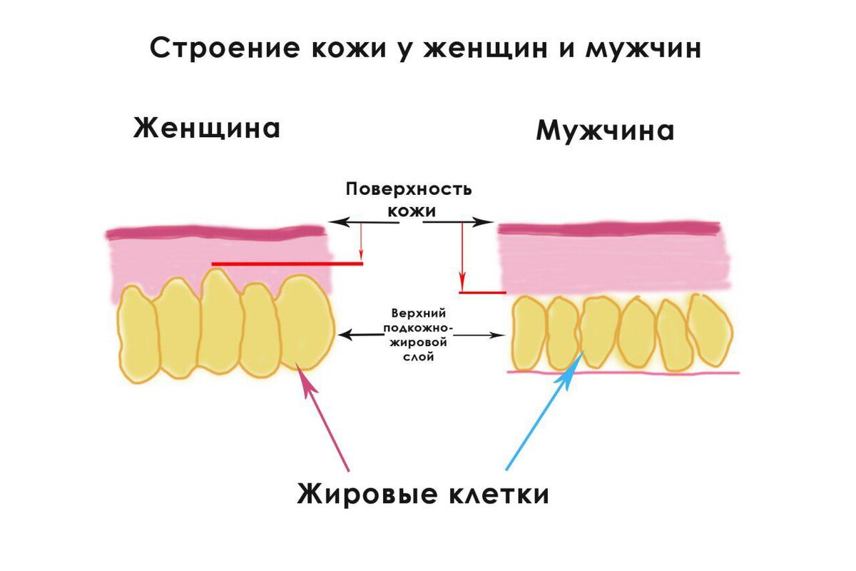 Целлюлит: высосанная из пальца проблема, борьба с которой бессмысленна