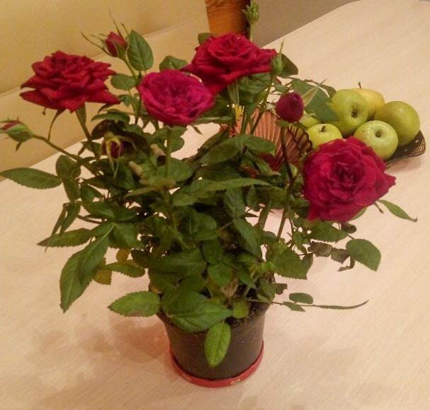 Как укоренить розу из букета в домашних условиях: советы для начинающих цветоводов