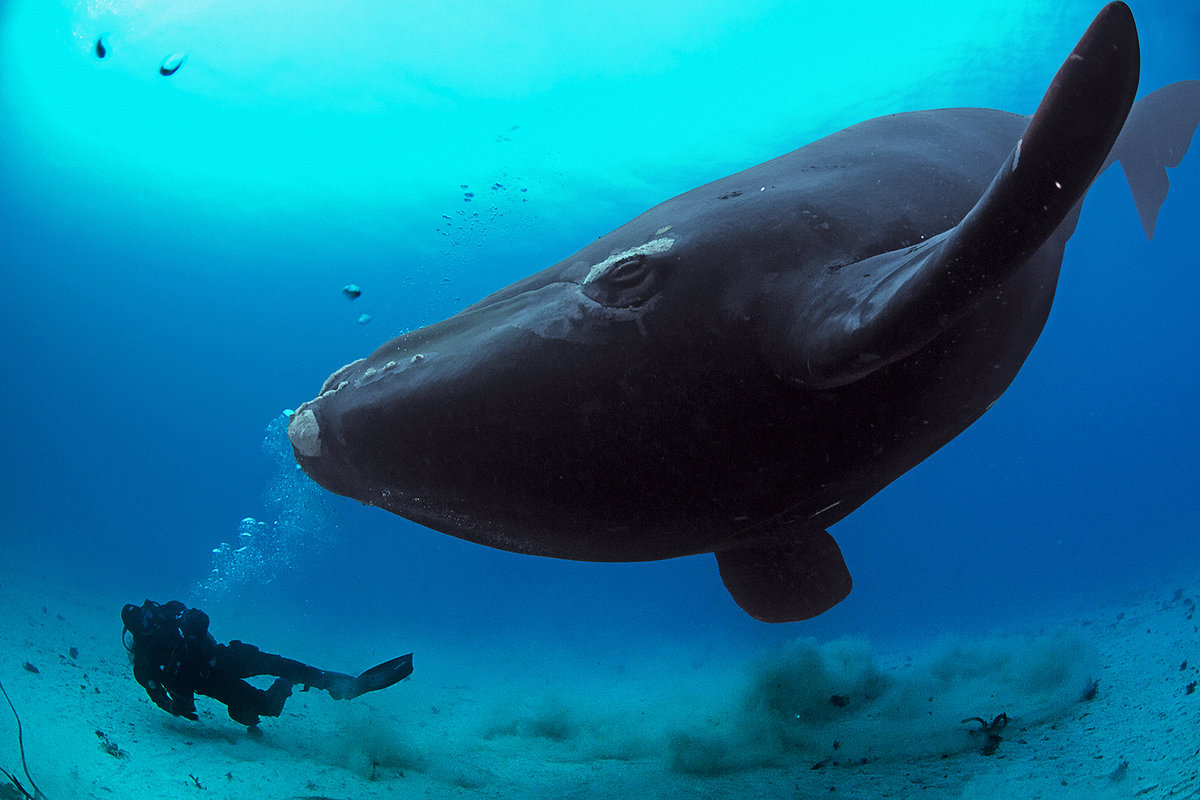 Крупное млекопитающее в мире. Гренландский кит. Гладкий Гренландский кит. Рыба кит Гренландский. Синий кит и Гренландский.