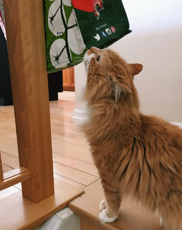 Изображение взято с https://www.instagram.com/