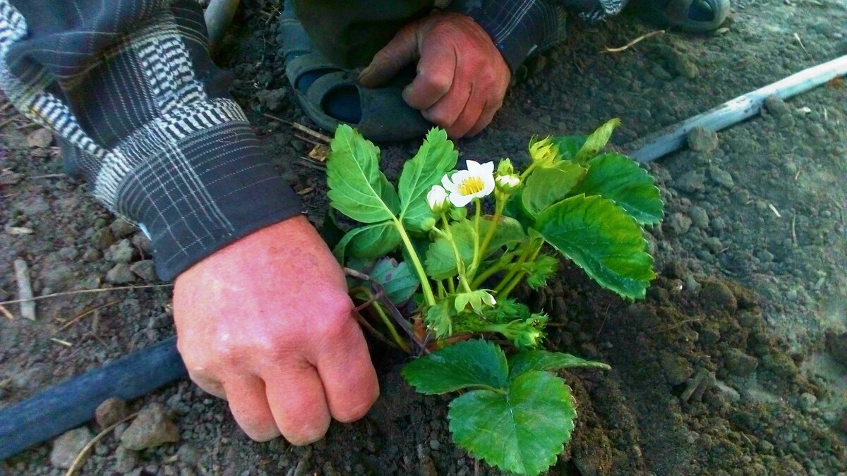 Спасибо папе, его заботливые руки сажали пока я снимал:)