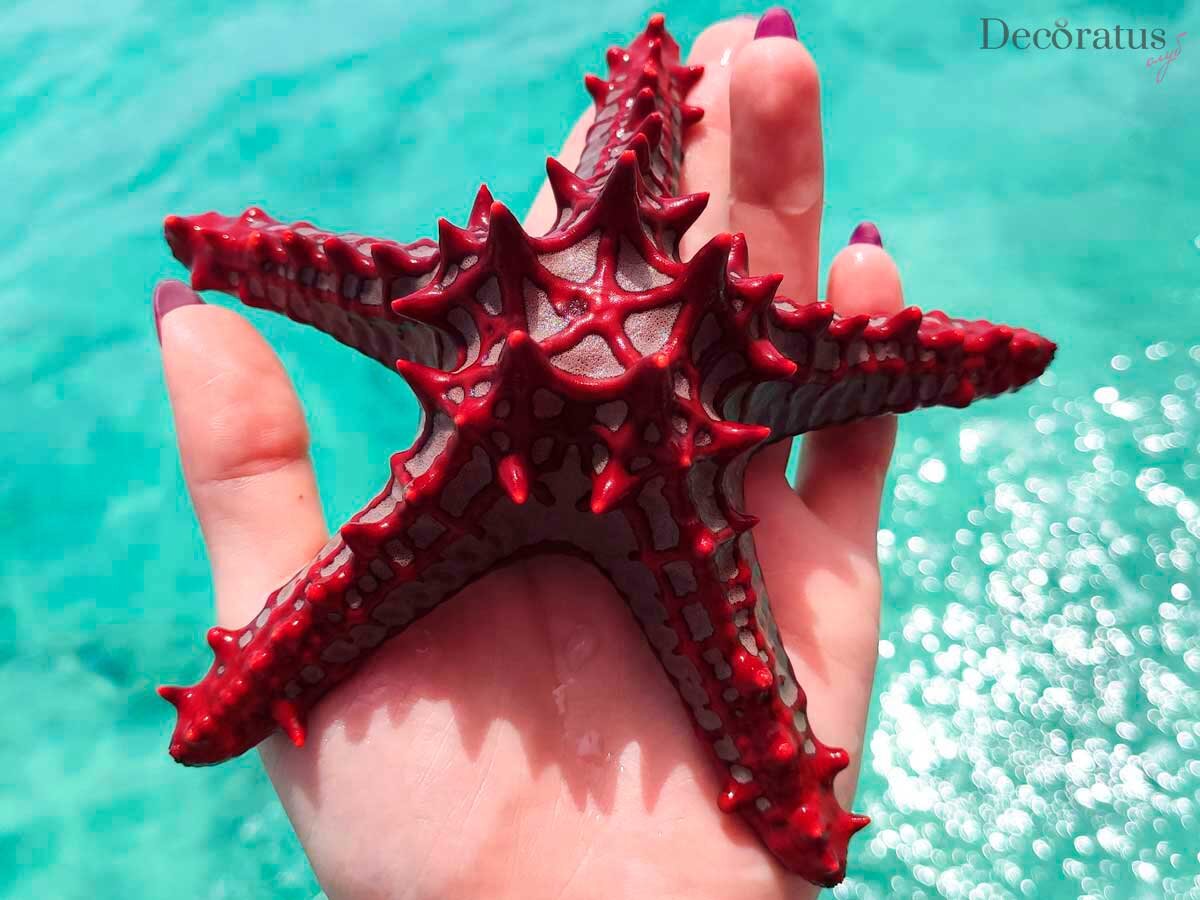 Занзибар морские звезды